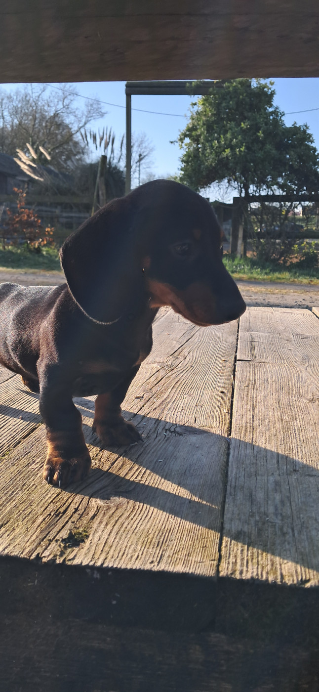 Du Verger Des Portes - Teckel poil ras - Portée née le 20/12/2025