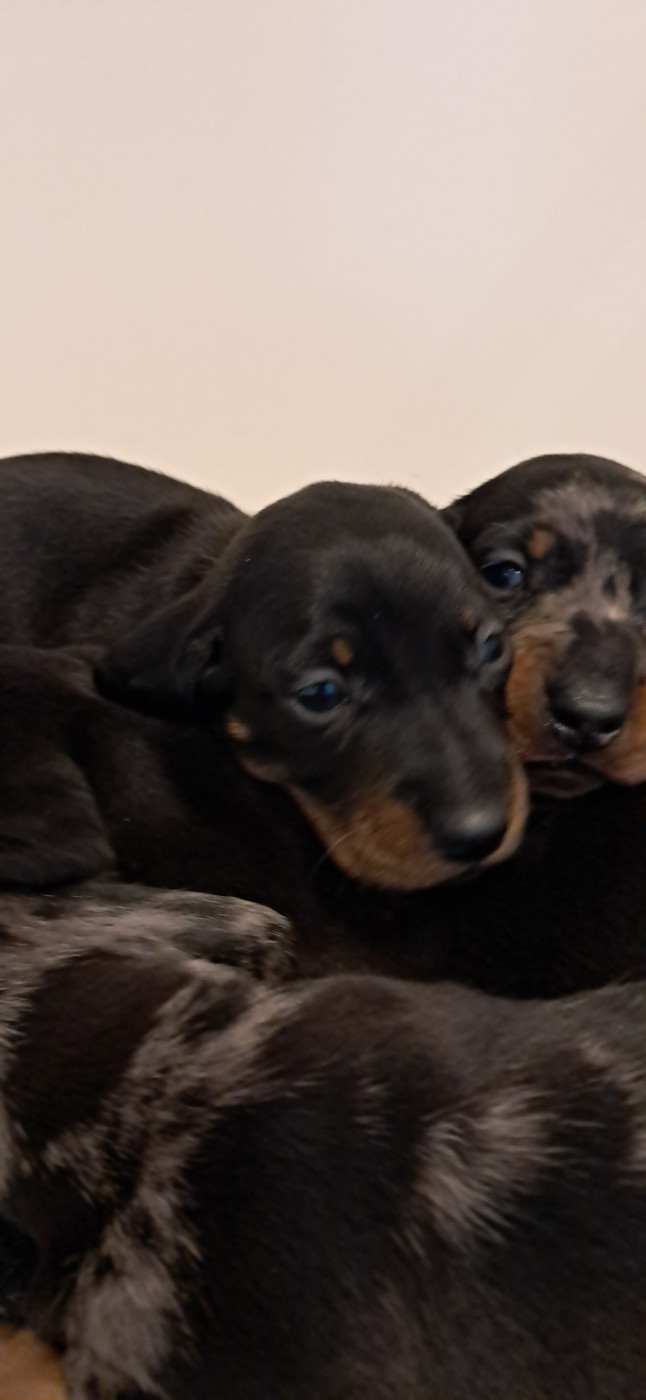 Du Verger Des Portes - Chiots disponibles - Teckel poil ras