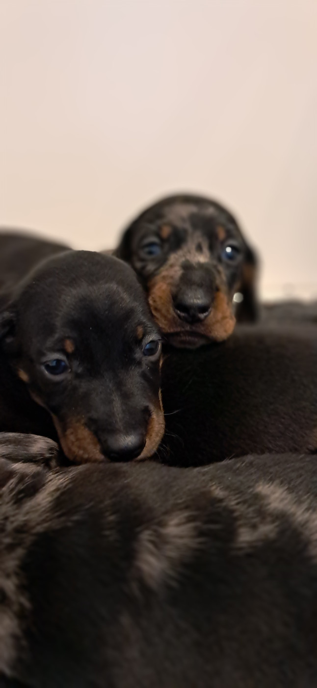 Du Verger Des Portes - Chiots disponibles - Teckel poil ras