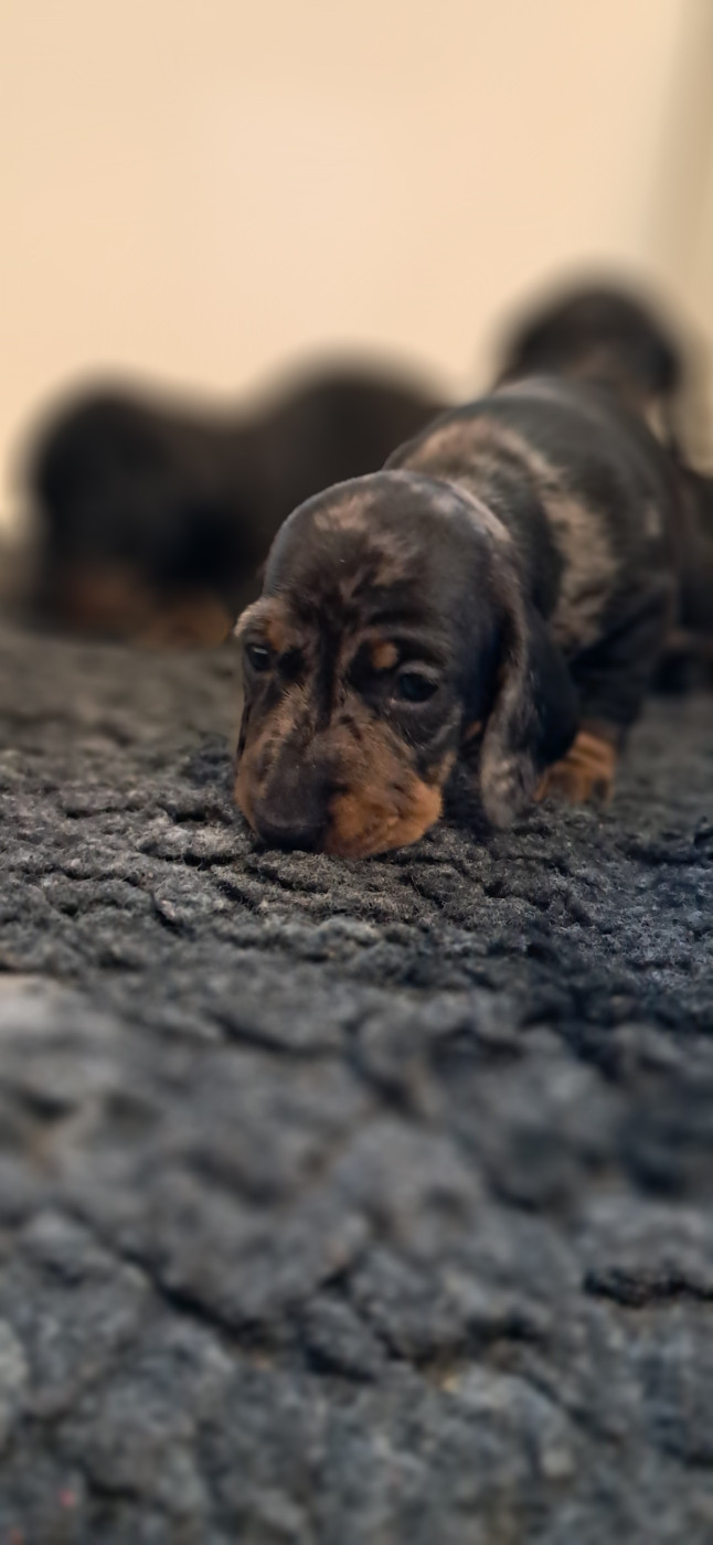 Du Verger Des Portes - Chiots disponibles - Teckel poil ras