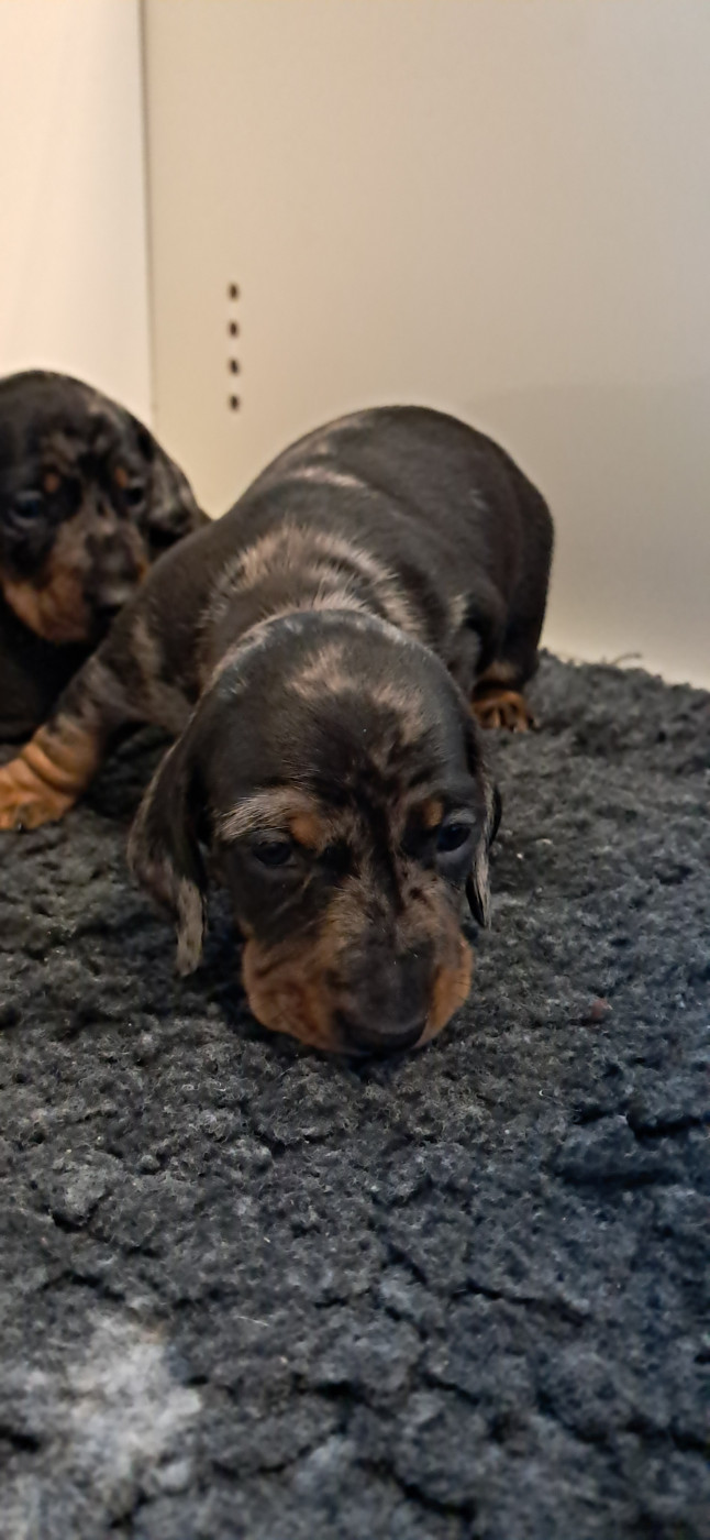 Du Verger Des Portes - Chiots disponibles - Teckel poil ras