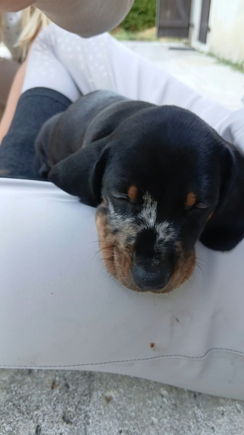 Du Verger Des Portes - Chiots disponibles - Teckel poil ras