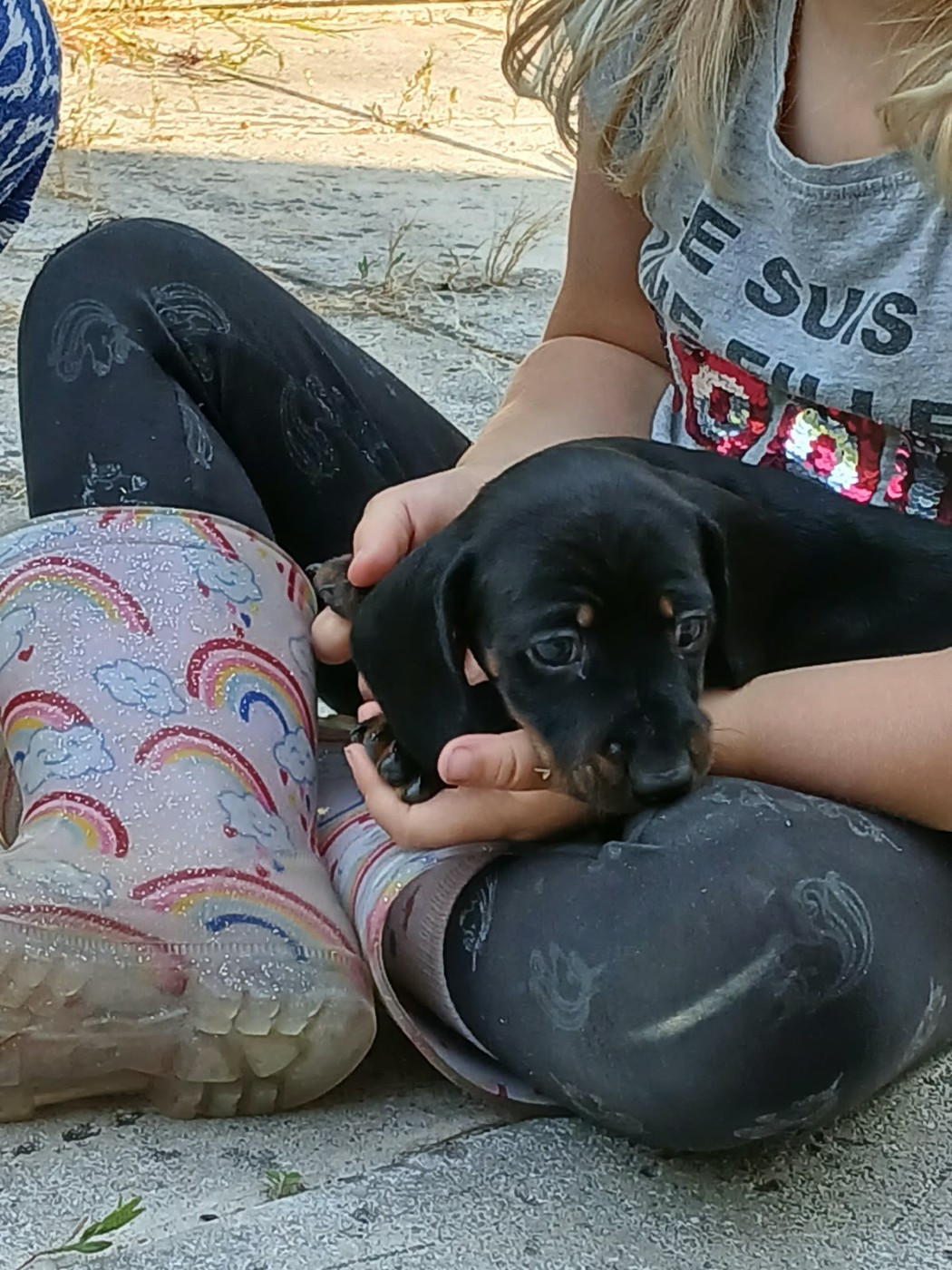 Du Verger Des Portes - Chiots disponibles - Teckel poil ras