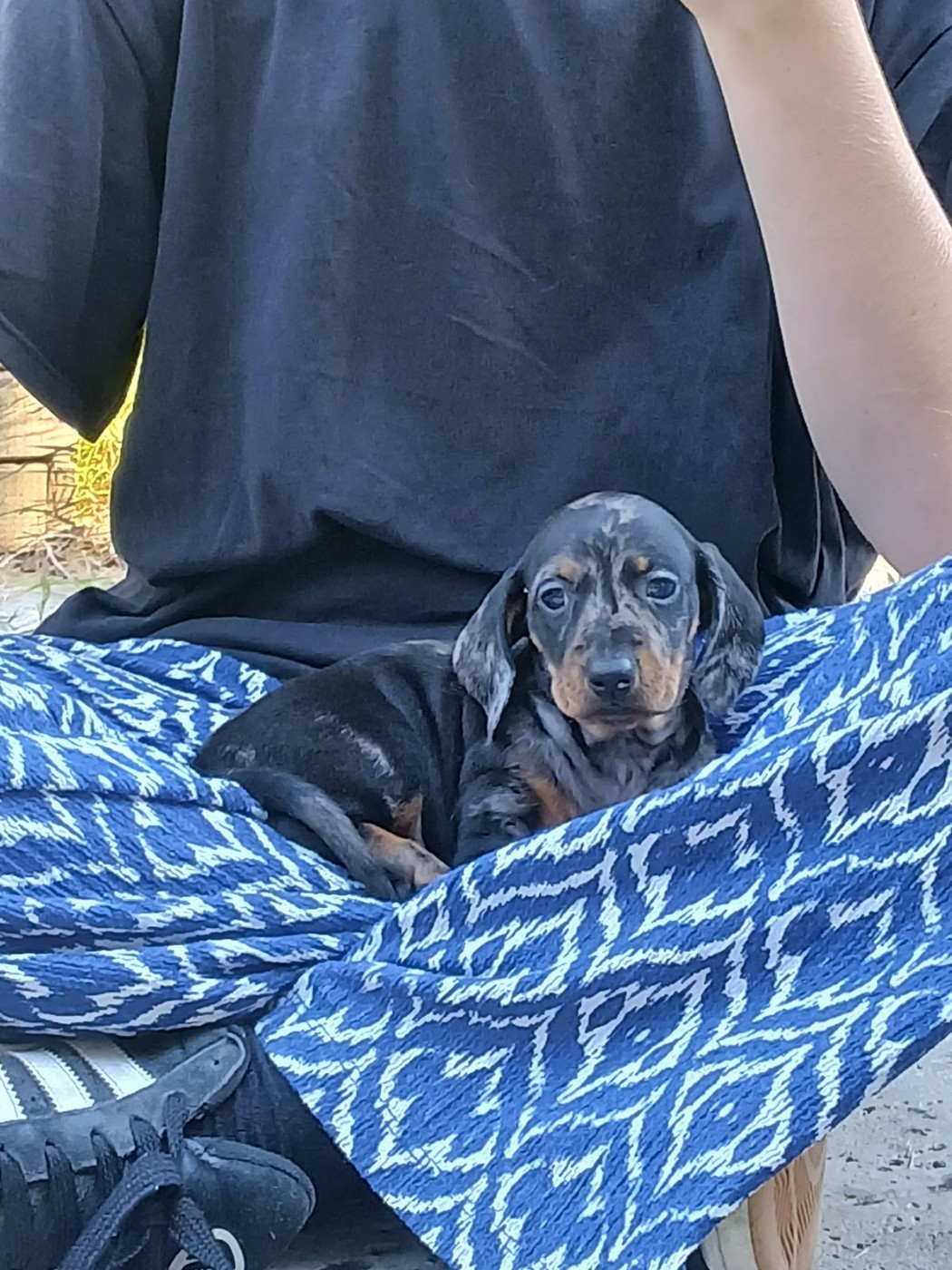Du Verger Des Portes - Chiots disponibles - Teckel poil ras